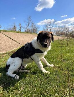 Hendrix soll nicht in Rumänien aufwachse - Blankenheim (Nordrhein-Westfalen)