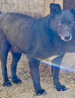 Silene - sanft und verträglich - Westerholt