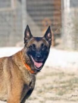 Atena sucht ihre für immer Familie! - Krefeld