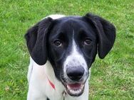 Jasper - bezaubernder Pointer - Burg Reesen