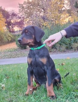 Dobermann Welpen - Breddin