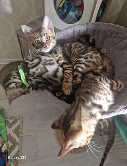 Bengal Kitten geboren 29.06.25 - Hamburg