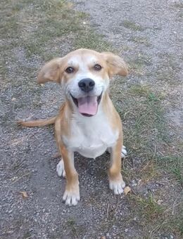 Carmine, a.d.Tierschutz, sucht Happy-Home - Boxberg (Oberlausitz)