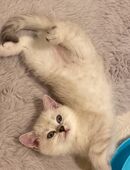 Wunderschöne Silver Shaded BKH-Kätzchen suchen ein liebevolles Für-immer-Zuhause in 51647