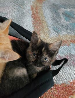 BKH Baby Katze Zoey - Nürnberg