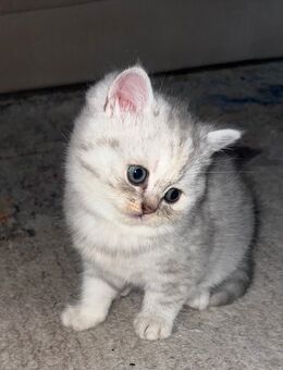 reinrassige BKH Kitten - Bingen (Rhein)