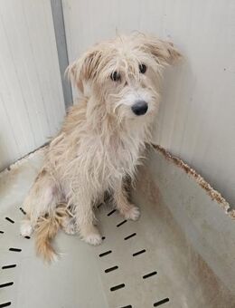 Ruhige Lassie - Eichenzell