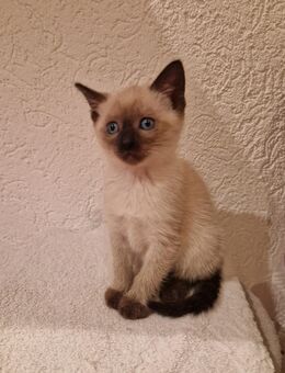 Reinrassige Siamkitten - Schwetzingen