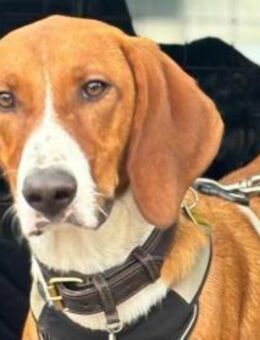 VIKTOR - verliert sein Zuhause! - Sulzbach-Laufen