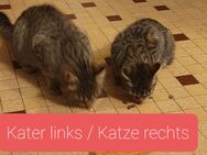 2 Hofkatzen (ca. 6 Monate) suchen neuen Dosenöffner - Hahausen