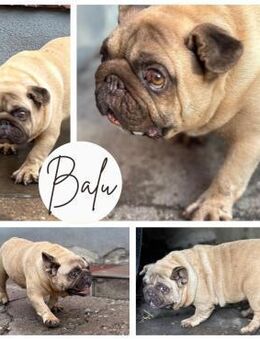 BALU PP sucht sehnsüchtig nach Liebe - Neustadt (Rübenberge)