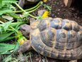 Griechische Landschildkröte männlich in 93342