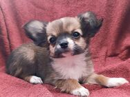 Wunderschöne Langhaar Chihuahua Welpen! - Gladbeck