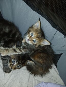 Noch 3 Xxl maine coon kitten black smoke kater und weibchen u. Ein Tabby - Bad Kissingen