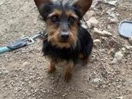 Freundlicher Yorkimix Fritz sucht spass# - Essen