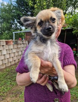 Süße reinrassige Chihuahua-Welpen suchen ein neues Zuhause - Homburg
