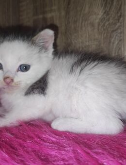 Kitten suchen zuhause auf Lebenszeit - Niederwürschnitz