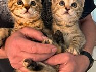 Katzenbabys - Herzberg (Elster)