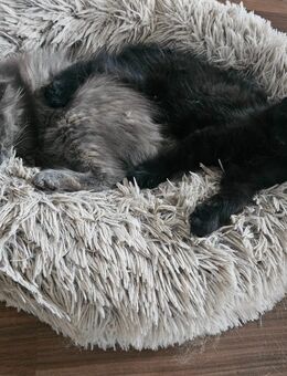 Maine Coon Kitten: Katze, grau und Kater moccabraun - Nordheim (Rhön)