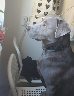 Reinrassige Labrador Welpen - München Moosach