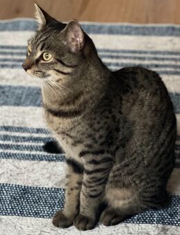Cookie – verspielter Schmusekater (1 J.) sucht erfahrenes, liebevolles Zuhause 🐾 - Nürnberg