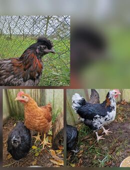 3 Hähne aus Naturbrut (Buntleger, Brahma Mix & A.C. Ameraucana Mix) suchen Lebensplatz - Bernitt