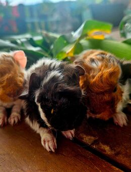 Meerschweinchen Lunkarya Babys - Mosbach