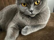 Katze - Lohfelden