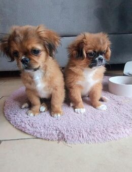 Pekingese abzugeben - Moormerland