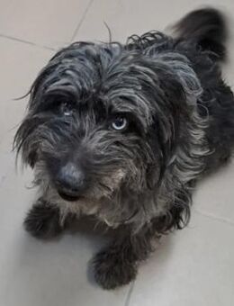 NADENA - FREUNDLICHE HÜNDIN - Nörten-Hardenberg