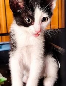 Orion - Kleiner Kater sucht das Glück - Bad Camberg