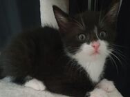 Kleiner Kater ab 02.07 abzugeben - Oftersheim