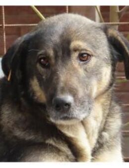 Ranida - Pflegestelle oder Zuhause gesuc - Oberwies