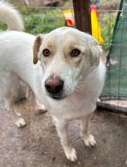 Gustav verdient einen Menschen ❤️ - Großefehn