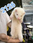 Frettchen babys in 55624