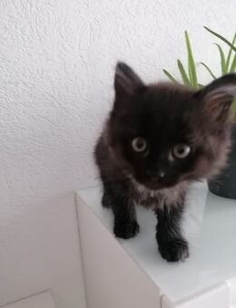 Flauschiger Katzenjunge sucht liebevolles Zuhause - Gelnhausen
