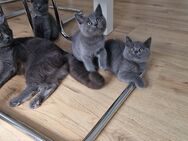 Bkh kitten katzen suchen liebevolles Zuhause - Dinslaken