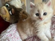 Typvolle BLH und BKH Mix Kitten - Massenbachhausen