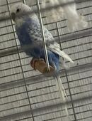 Wellensittiche mit Käfig und Zubehör in 58636