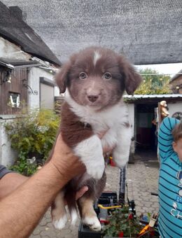 7x labrador Mix kleinbleibend - Wurzen