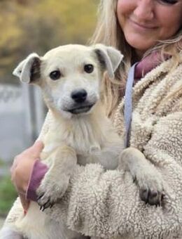 Bezaubernder Junghund Valentin - Kallmünz