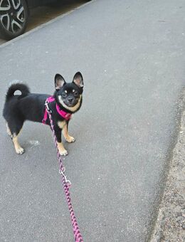 pombull = Französische Bulldogge + Pomeranian zwergspitz welpe - Potsdam