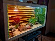 Terrarium 120x50x60 mit 3 leopardgecko - Hamm