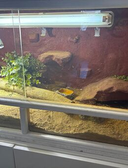 Terrarium mit Bartagame - Borkwalde