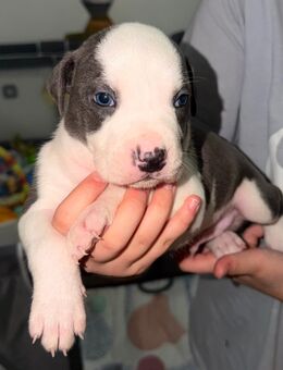 🐾 Einer von 6 süßen Mischlingswelpen sucht bald ein liebevolles Zuhause – 3 Rüden & 3 Weibchen 🐾 - Saarbrücken Zentrum