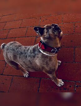 *Deckrüde Odin – Blue Creme Merle French Bulldog** - Willich
