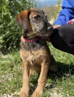 Skadi: jung, neugierig und bereit für ihr eigenes Zuhause - Geisenhausen