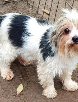 Princessa # - Wolfhagen