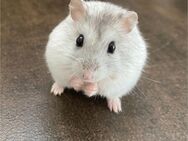 ❤️ Hamster supersüß - Vettweiß