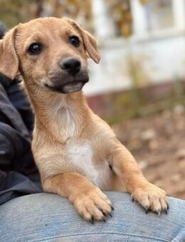 zuckersüßer Junghund Paul sucht 💕🏠 - Kallmünz